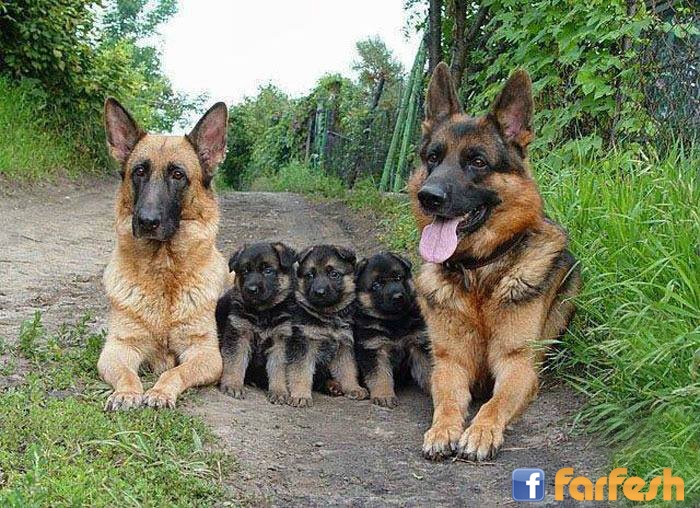 ������� �������