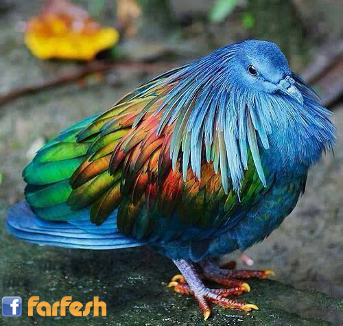 ����� ��������� 