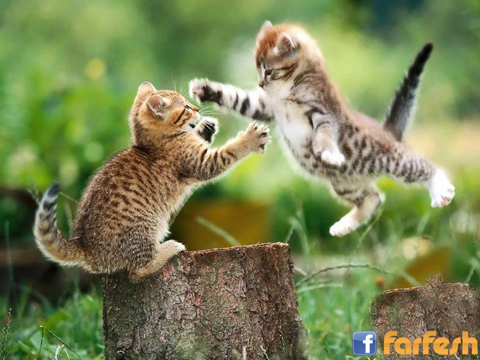 ���� ������