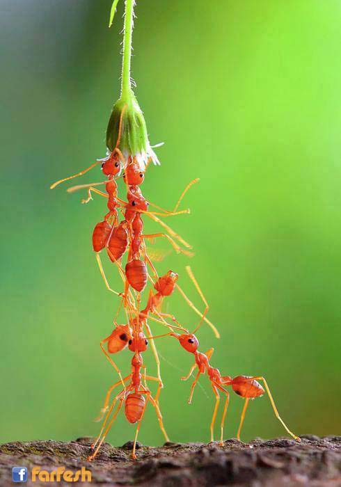 ����� �������