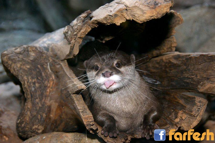 ���� �����