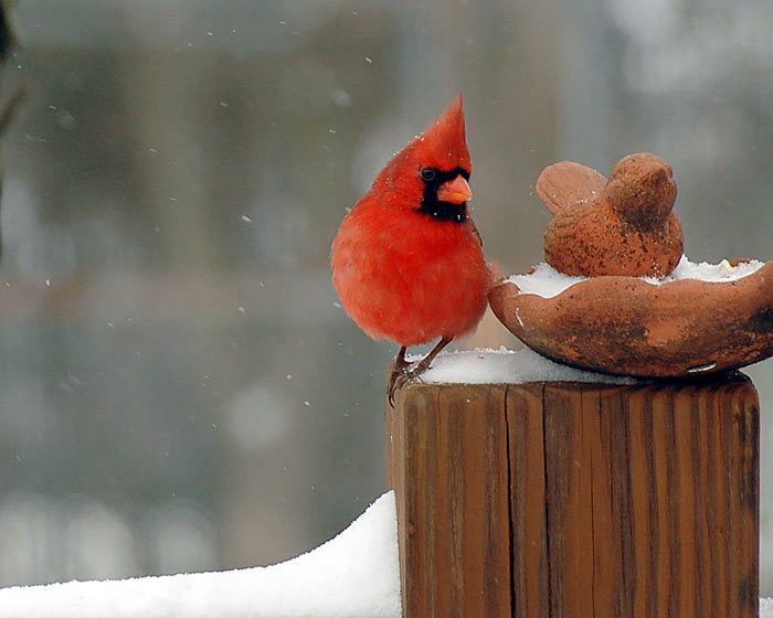 ���� ����� ����