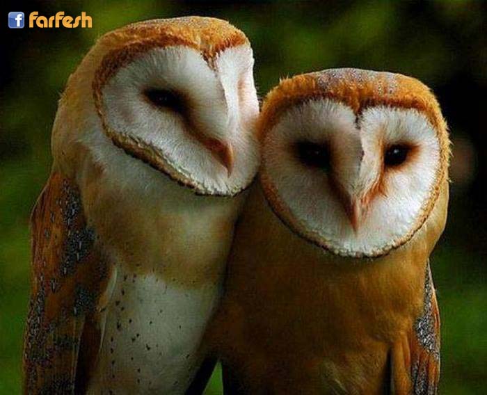 ���� ����� ������� :-)