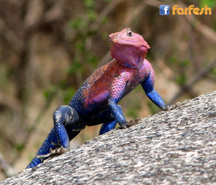 ����� ��� ��� ������ ���