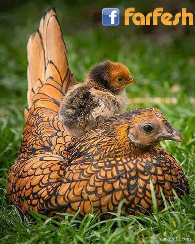 ������� ������ �����