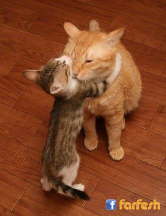 ����� ����