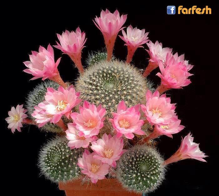 ���� ������ ������ ����