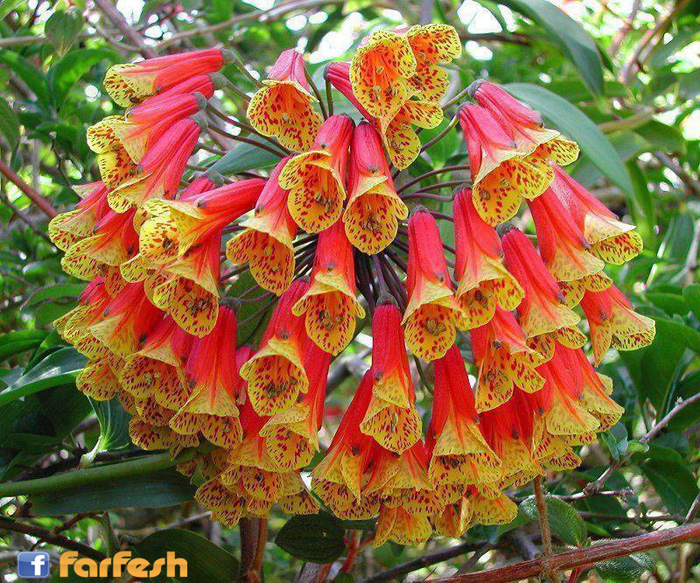 ����� ������ ������