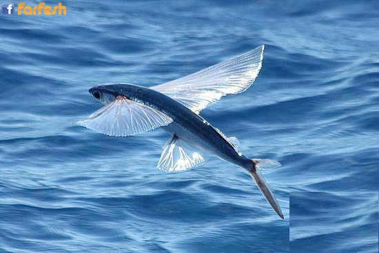 ������ �������