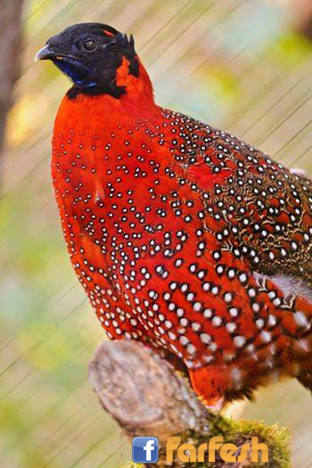 ����� ���� ������