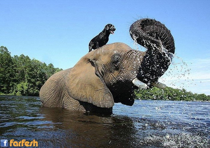 ������ ��� ������