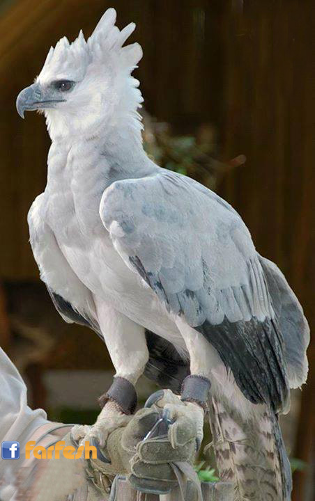 ����� �������� ������ ��� ���� ����� ������ �������