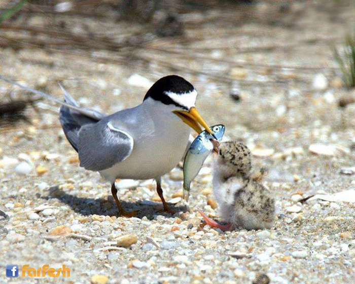 ����� ���� ��� ��� �� ������� �����