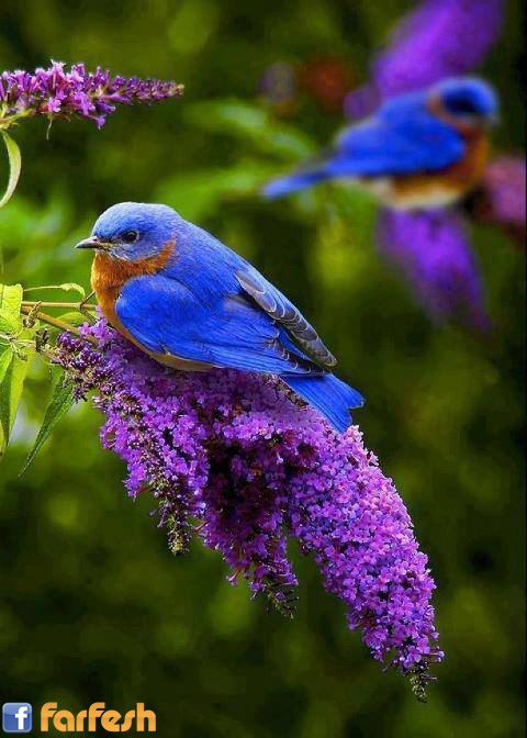 ����� ���� ����� �� ������