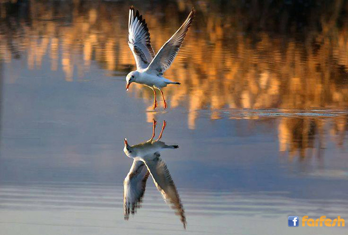 ���� ������ ��� ������� ���