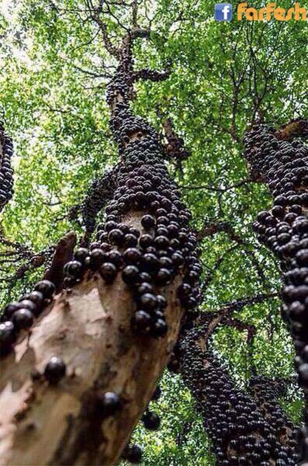 ���� ����� ����� ���������� 