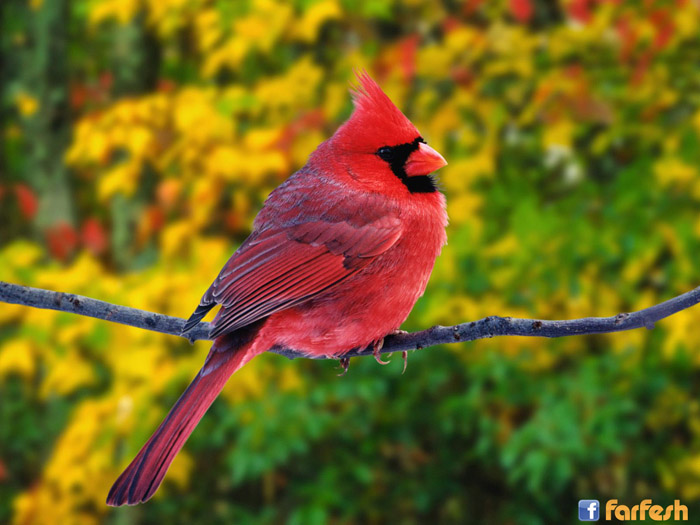 ���� ���������� �������