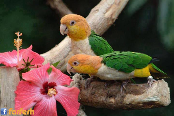 ����� ����