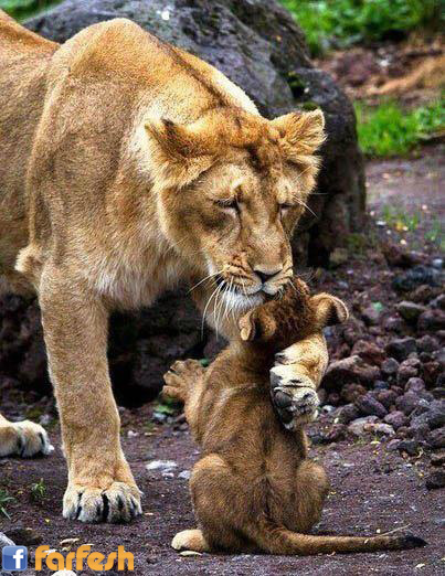 ����� ���� �� ���� �������