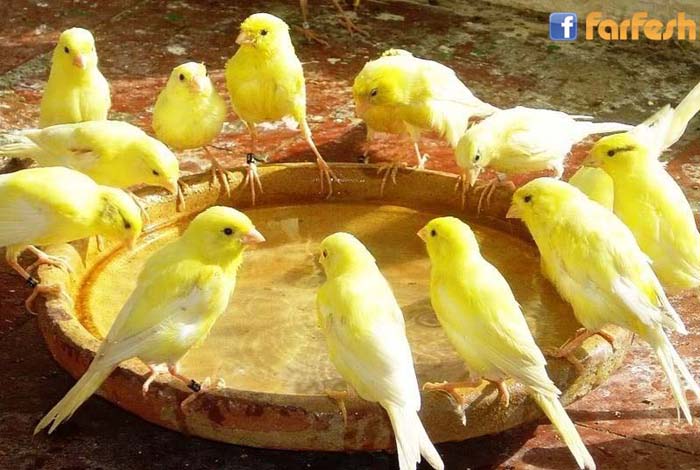 ��� �����