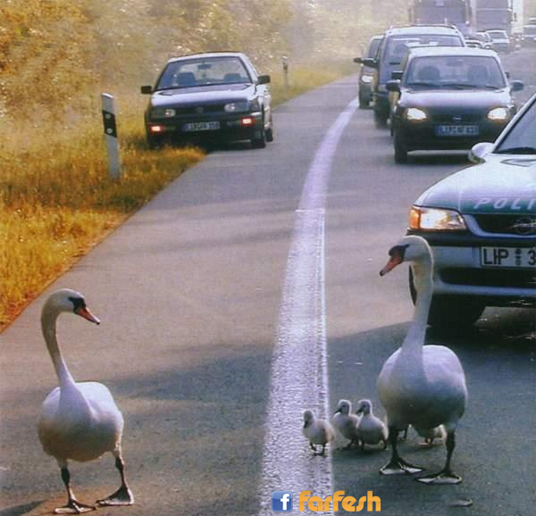 ����� ����� ���� ���