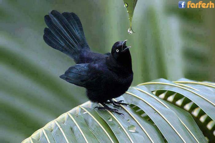 ����� �� ���� ���� ����