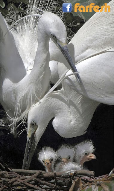 ���� �����