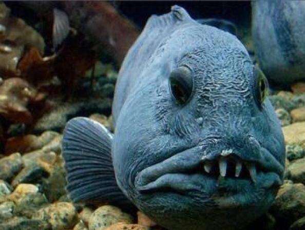 ���� ������� ���� �� ����� ����� 