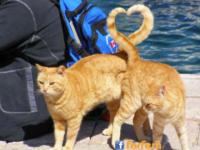 ������ �������� �� ������ ��������!