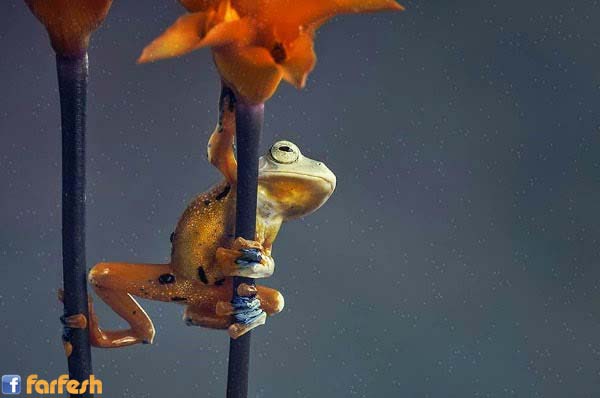 ���� �����