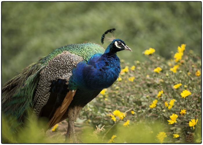 ����� �����