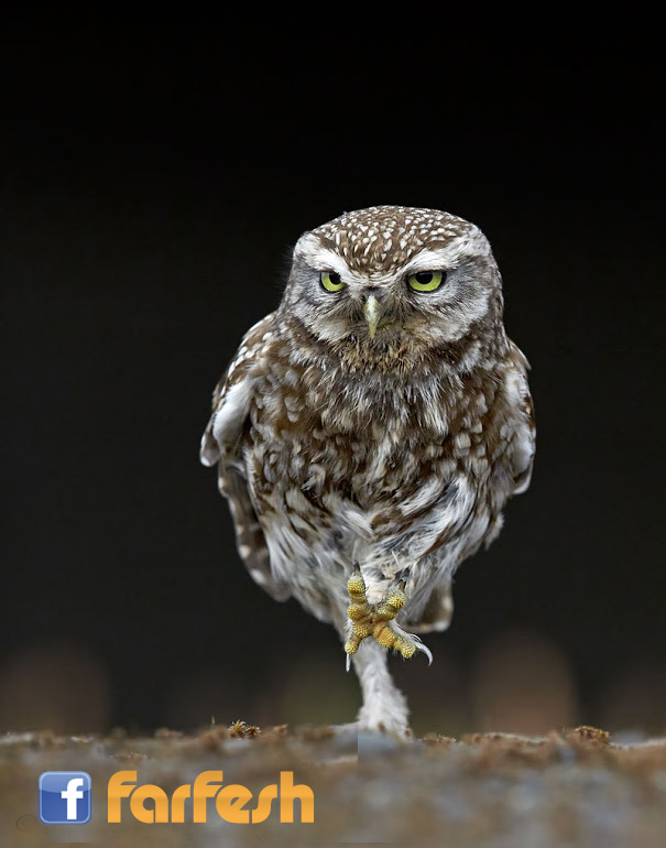 ���� ������ ���� ����� 