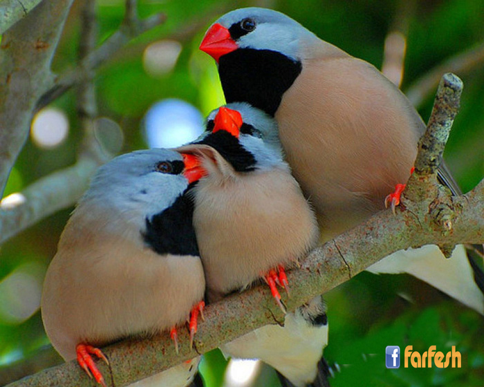 ����� ������ ���� ��� 