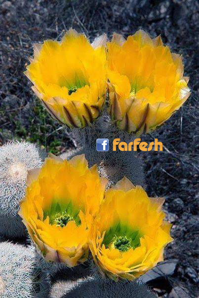 ������� ������ ������