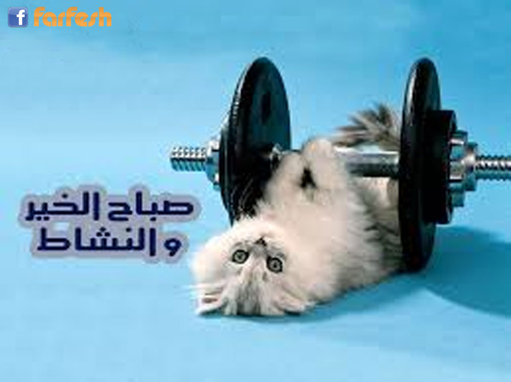 ���� ����� �������