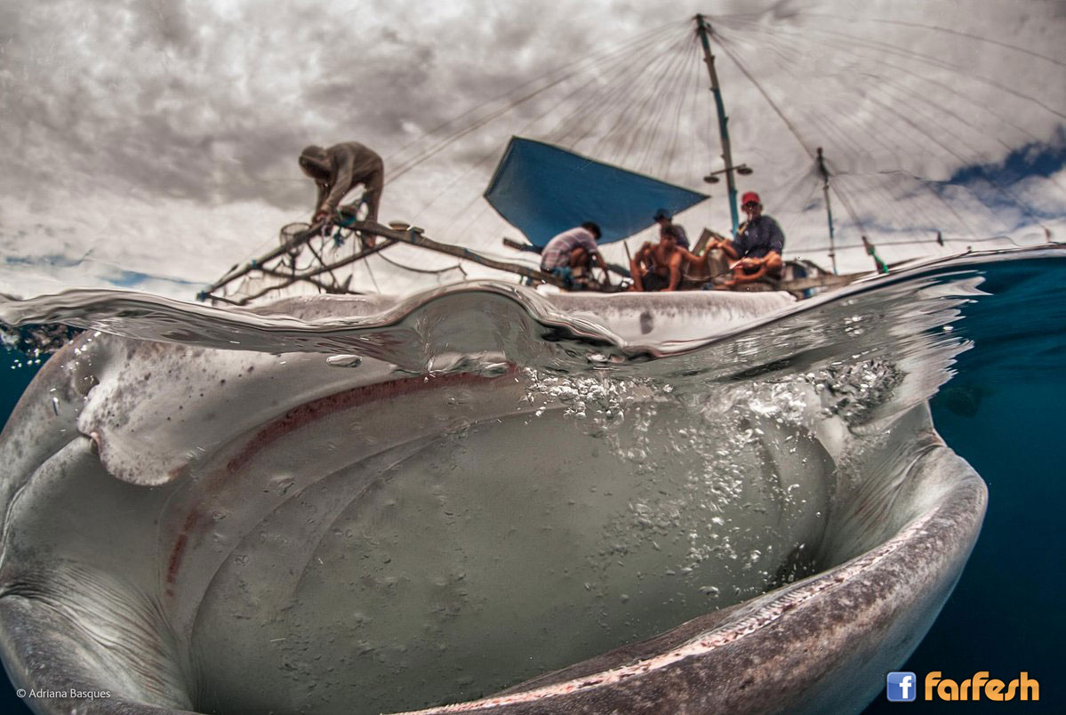 ���� ������� � ���� ������� ������� �� ���������