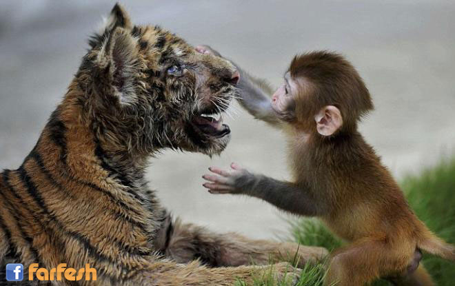 ����� ����������