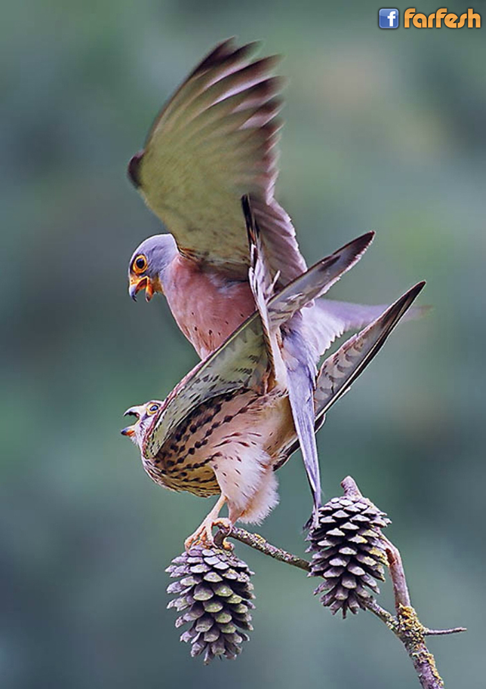 ����� ���� �� �����