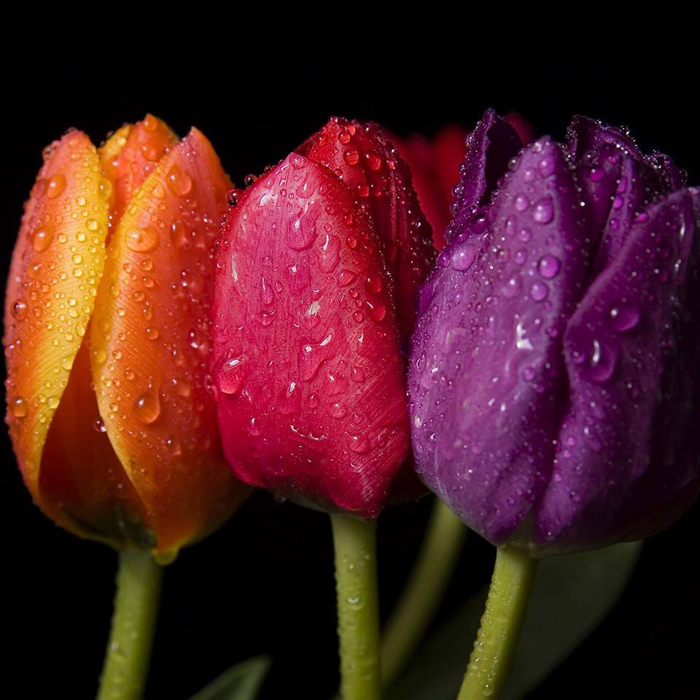 ����� ����� ����� �����