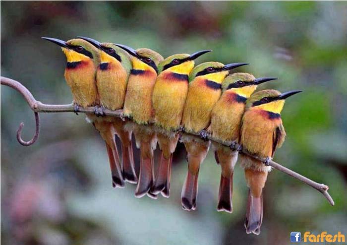 ����� ���� ����