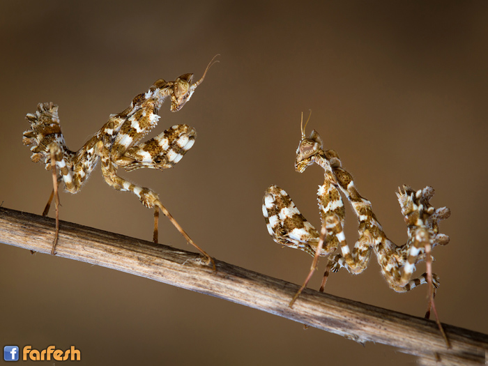 ���� ����� ������ �� ���� ��� ����� �� �������� �� ��� 