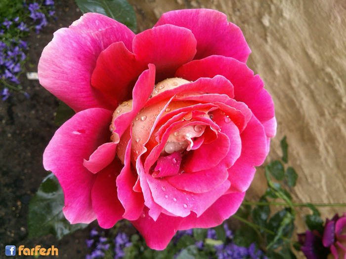 ���� ������ ��������� �������