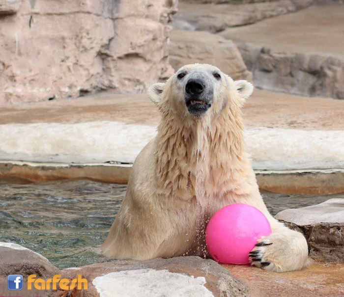 ��� ��� ���� ����