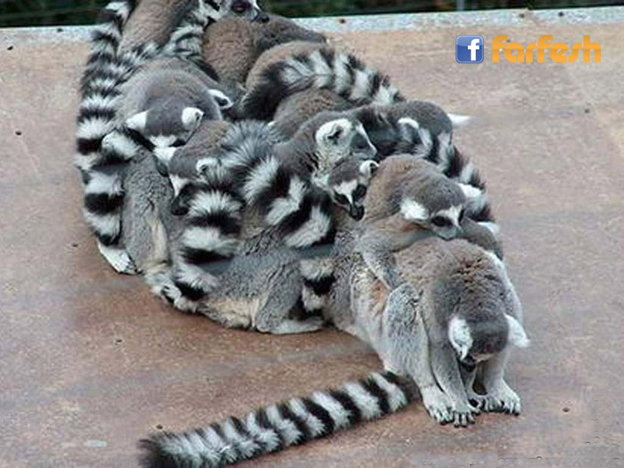 ��� ���� ������ �