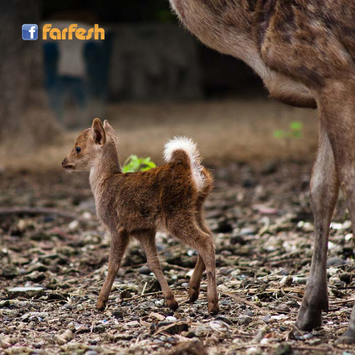 ���� �����