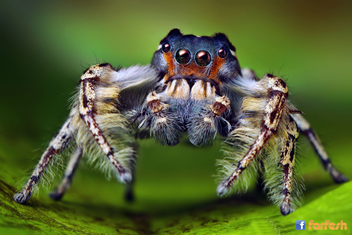 ���� ����� �����