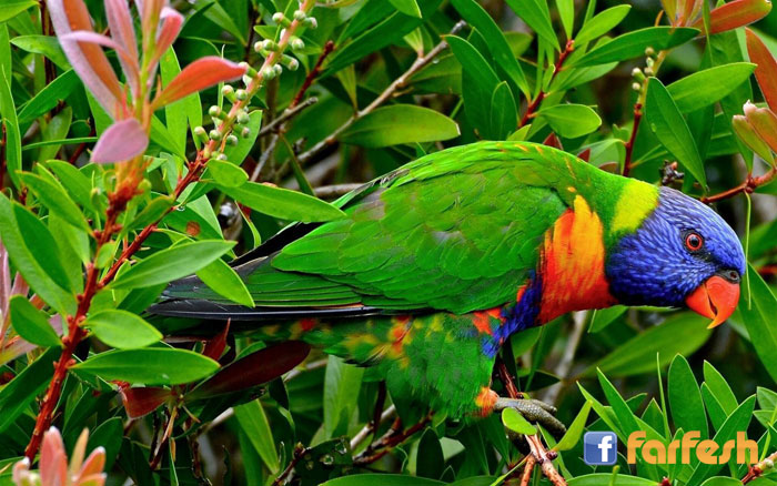 ����� ����