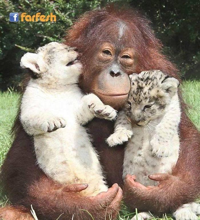 ���� ������ �������