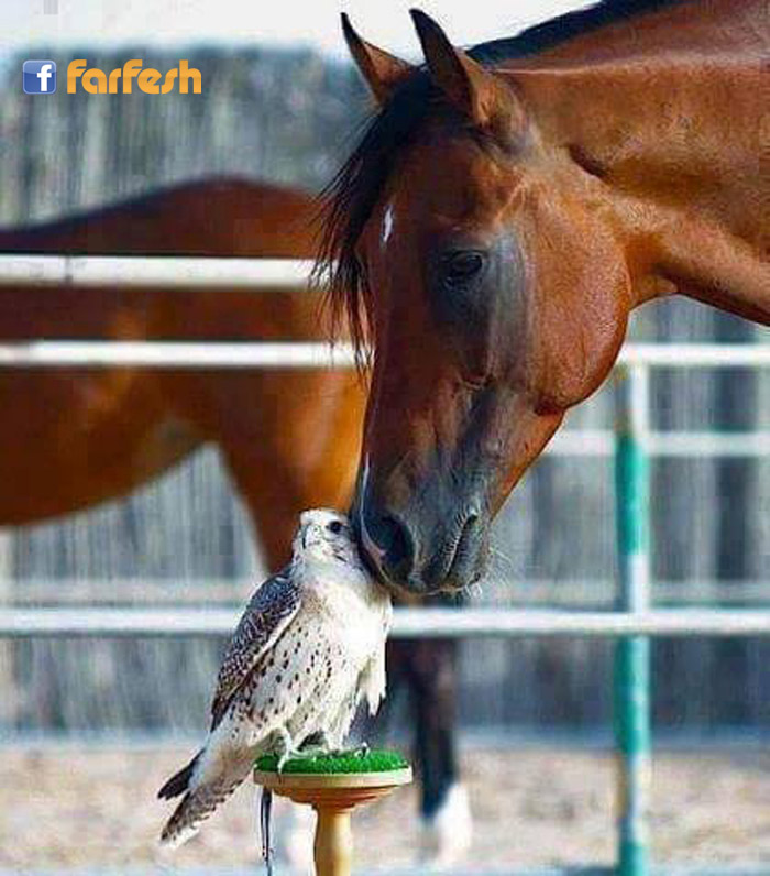 ���� ���� �� ���� �������