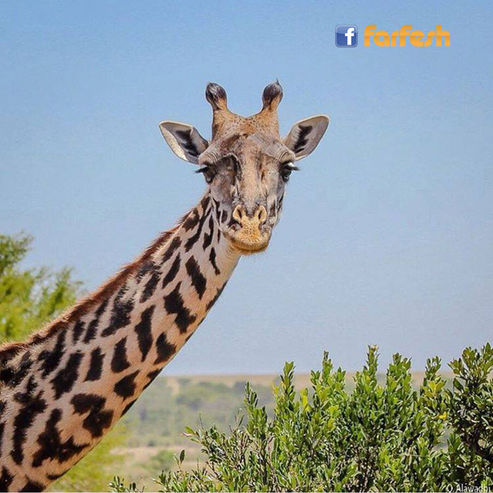 ��� ������ ������